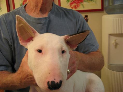 Effective Ear Taping Techniques for Bull Terriers - Step-by-Step Guide