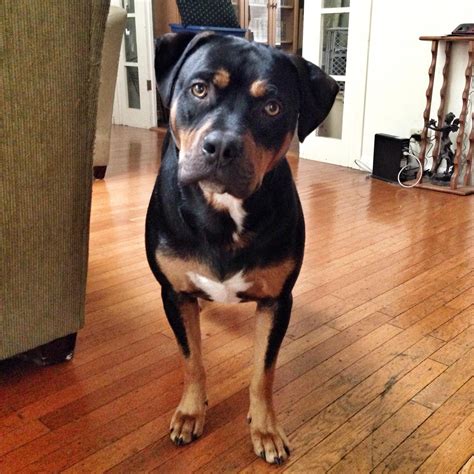 New health studies will benefit your pitbull x rottweiler mix longevity 34