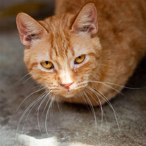 Home | The Abby Cat Daddy