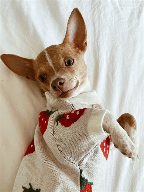 Strawberry Dog Sweater - Etsy