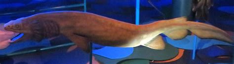 Frilled Shark by Sabreleopard on DeviantArt