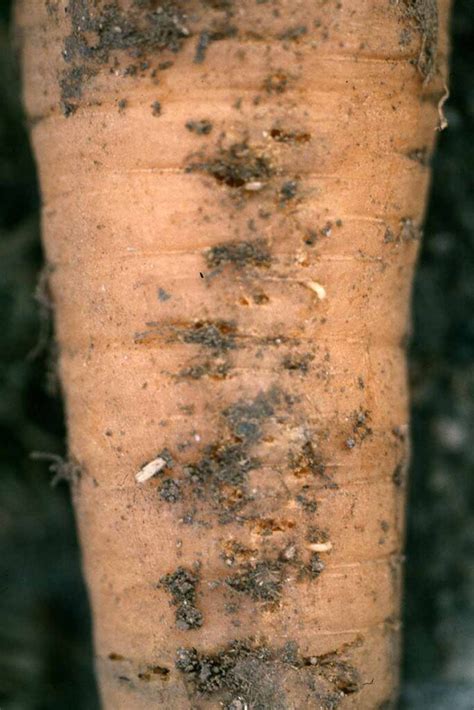 How to Identify and Control Carrot Rust Fly | Gardener’s Path