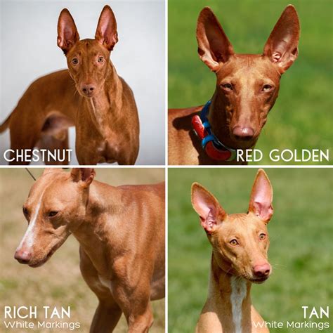 Pharaoh Hound: An Elegant Mix of Grace, Power, and Speed - PetHelpful