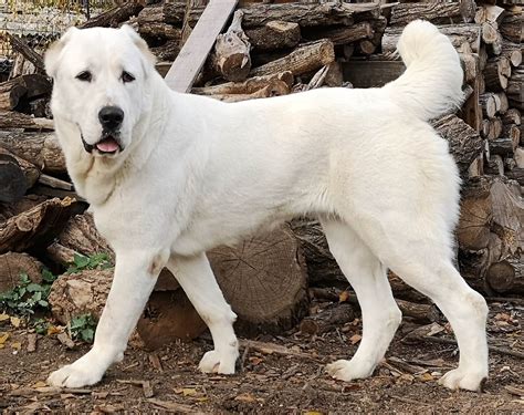 Alabai Dog Price in India [2024] | Health, Info & Care - Petsyfy