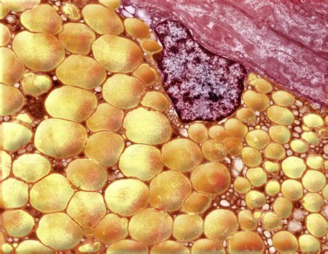 human fat cell stock image p science photo library