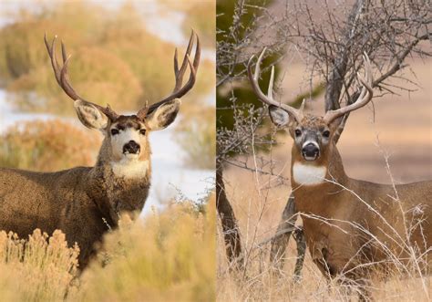 blacktail deer antlers