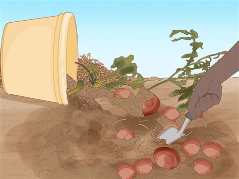How To Grow Red Potatoes In A Pot at Jill Ford blog
