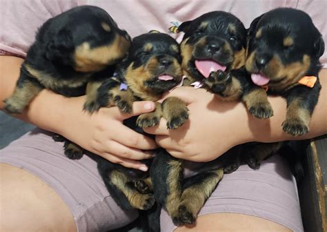 Newborn Rottweiler Puppies