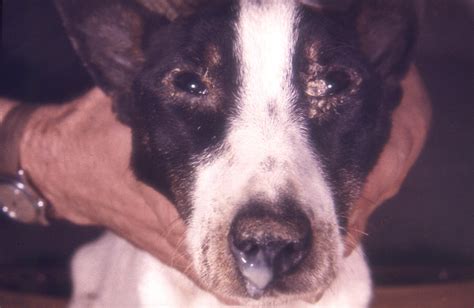 public domain picture  image depicts  frontal view   dogs head   exhibiting