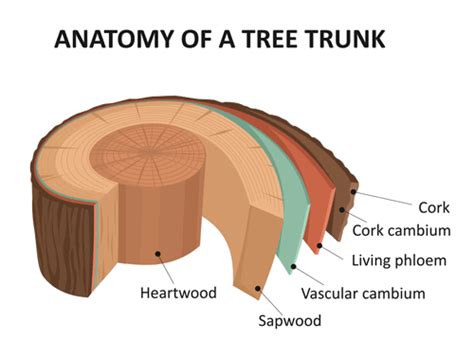 basics  tree anatomy healthy trees healthy communities