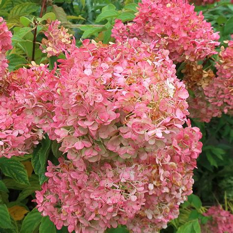strawberry vanilla hydrangea care guide plantly
