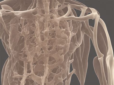 difference  bone  cartilage