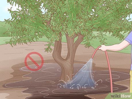 Sowing Success: 8 Steps To Harvesting Your Homegrown Almonds