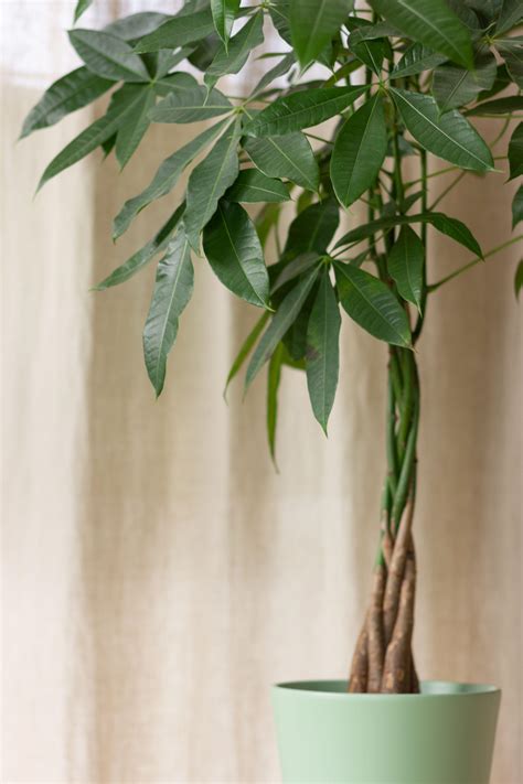 money tree how to care 11