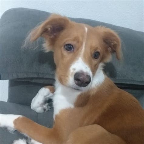 cachorro  adocao nina srd caramelo  meses prof pedro pepe pet