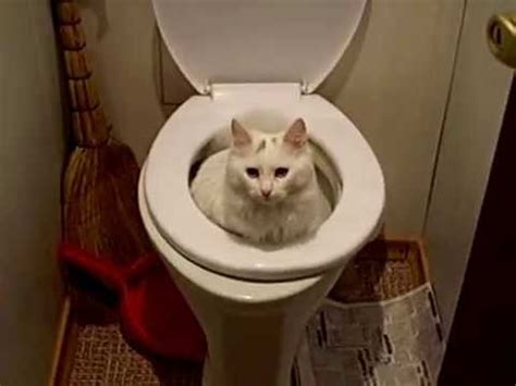 Создать мем "кошки прикольные, унитаз туалет, кот на унитазе ...