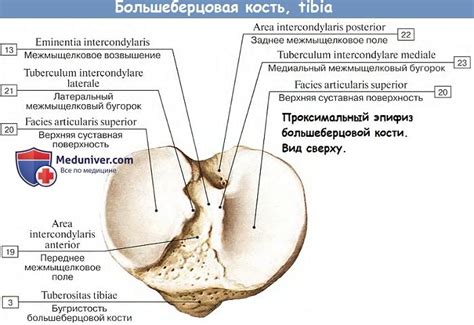 Анатомия : Кости голени. Большеберцовая кость.