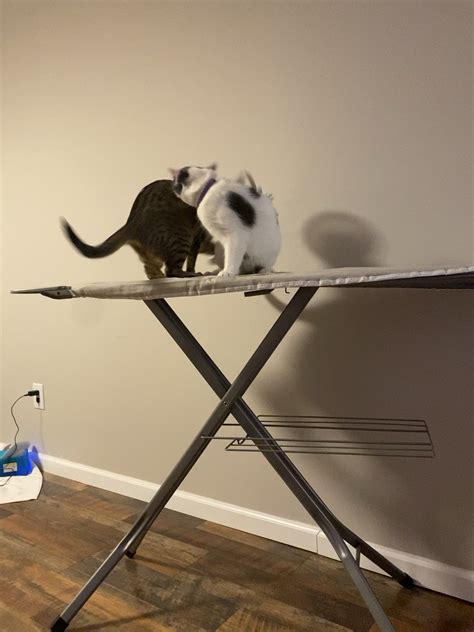 Cat keeps mounting kitten but both are spayed. : r/cats