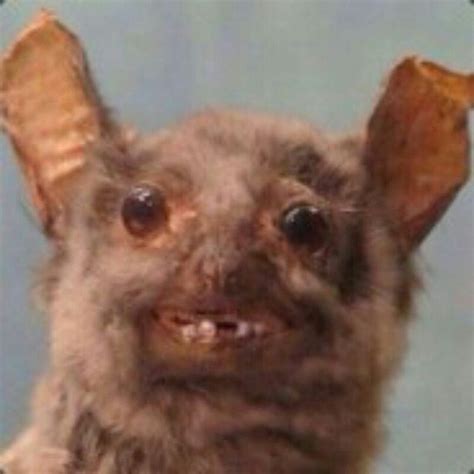 create meme demented animals funny bat scary bat pictures meme