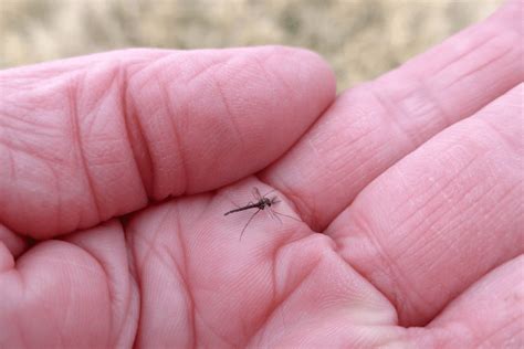 whats  midge fly     control  clarke