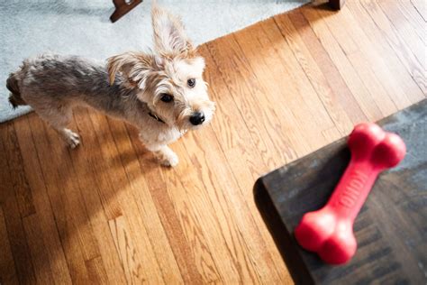 How To Train A Dog With Possession Aggression