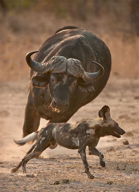 Cape Buffalo Charges African Hunting Dog