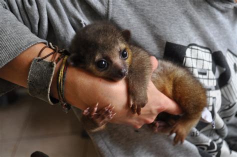 Kinkajou Fact Sheet - C.S.W.D