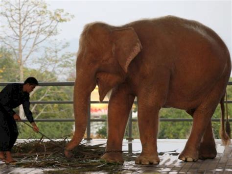 Seltener Weisser Elefant vor Parlamentswahl in Myanmar gefangen | 1815.ch