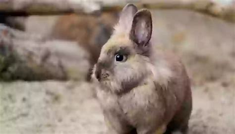 smallest animals   world