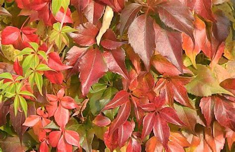 Девичий виноград пятилисточковый Parthenocissus quinquefolia | Питомник ...