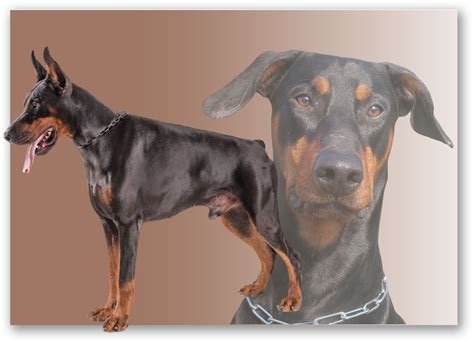 Doberman Europeo Pura Raza【ORIGINAL】- PerroDoberman