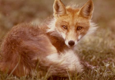 foxpictur mammal images   png stickers wallpapers