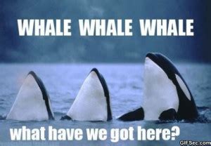 Whale Funny Quotes. QuotesGram