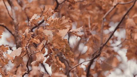 tree leave fall stock video footage