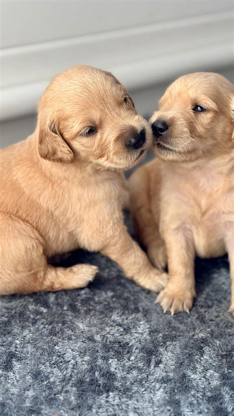 Hawaii AKC Golden Retrievers & GoldenDoodles | Love is in the air! Happy Valentine’s Day from