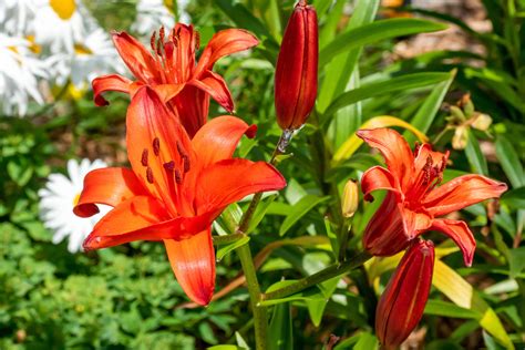Lily Flowers Chinese Food at Ronald Stinson blog