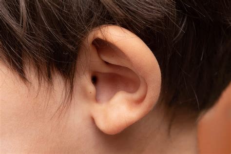 How Much Ear Tube Surgery Cost at Ryder Sidaway blog