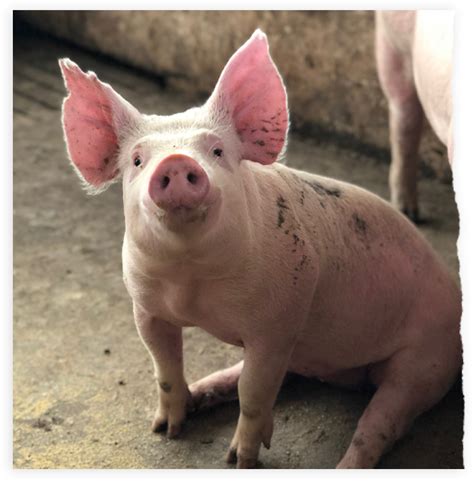 Pigs - Large Animal