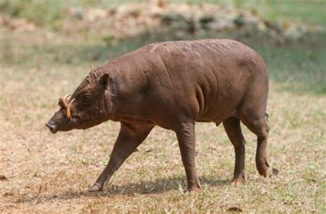 babirusa facts pictures  questions