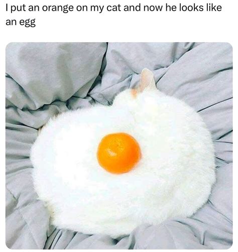 Letsplaykitty - Why'd it take me so long to realize this? 🙀🤣 | Facebook