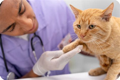 how long to quarantine cat with ringworm