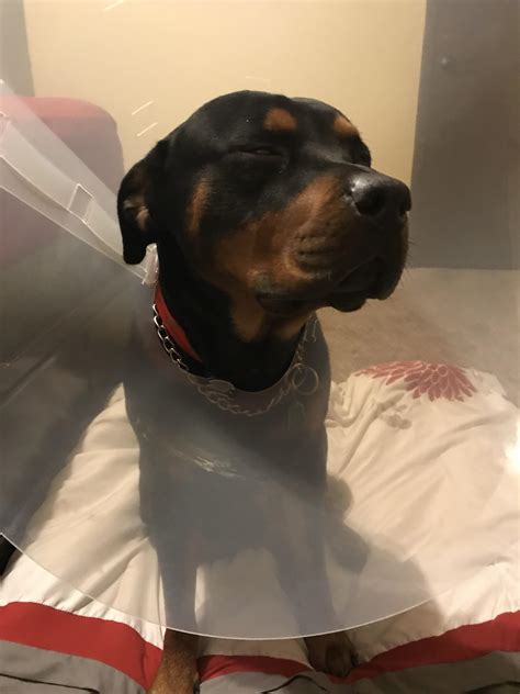 37 best r/rottweilers images on Pholder | Always wanted one of these