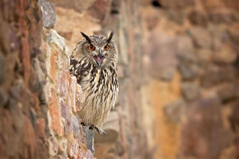 eurasian eagle owl bubo bubo  stock photo  vecteezy
