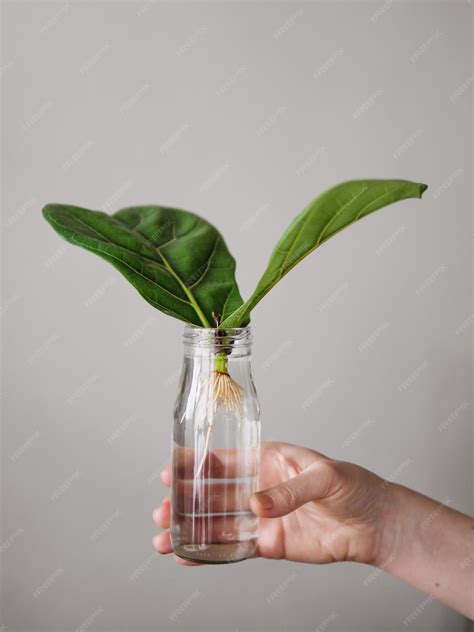 Premium Photo | Propagating fiddle leaf fig female hand hold glass