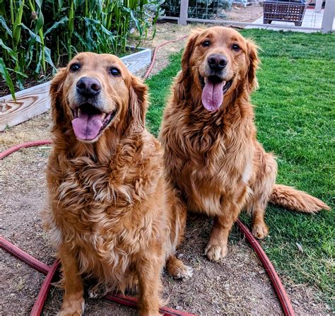 Are Golden Retrievers Better In Pairs