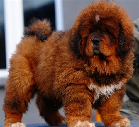 tibetan mastiff dog info puppies sale cost facts pictures