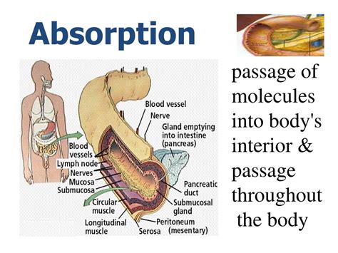 PPT - Digestive PowerPoint Presentation, free download - ID:2578172 