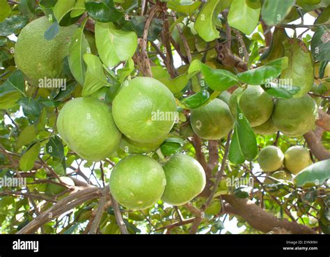 Pomelo tree hi-res stock photography and images - Alamy