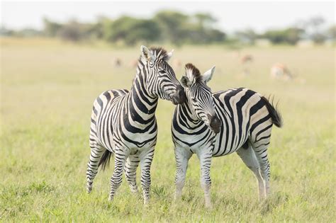 Download Animal Zebra HD Wallpaper