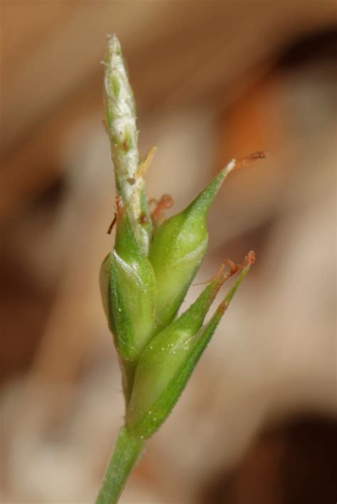 Carex willdenowii (Willdenow’s Sedge) - FSUS